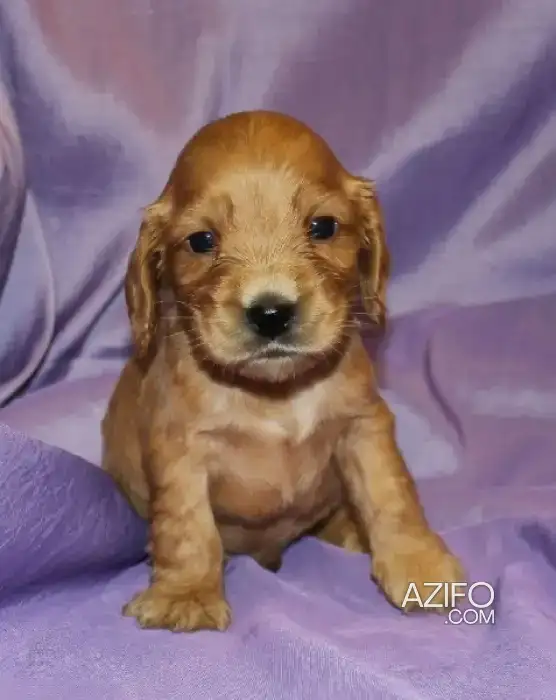 Portée de Chiots Cocker Anglais de 30jrs in الدار البيضاء, MOROCCO | Azifo