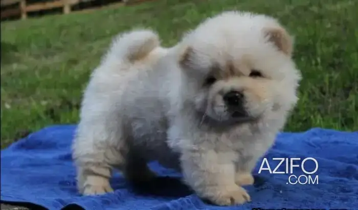 Portée de Chiots Chow Chow de 45 jours in الدار البيضاء, MOROCCO | Azifo
