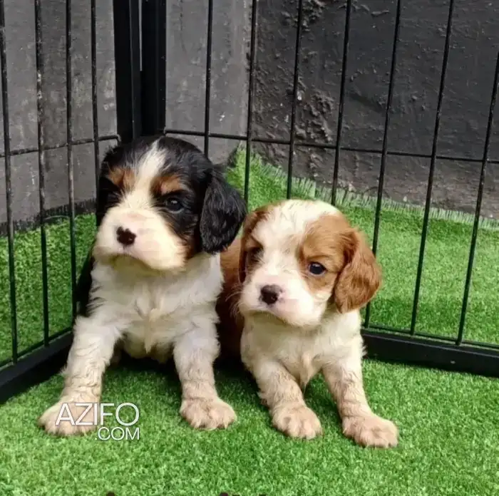 Portée de Chiots Cavalier King Charles de 45 jours in الدار البيضاء, MOROCCO | Azifo