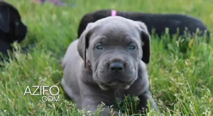 Portée de Chiots Cane Corso de 50jrs in الدار البيضاء, MOROCCO | Azifo