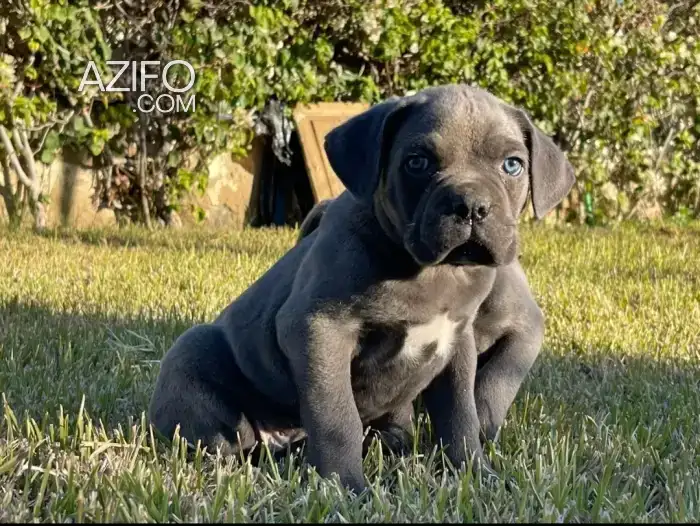 Portée de Chiots Cane Corso de 50jrs in الدار البيضاء, MOROCCO | Azifo
