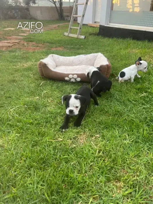 Portée de Chiots Bulldog Français de 50jrs in الدار البيضاء, MOROCCO | Azifo