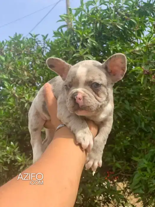 Portée de Chiots Bulldog Français Exotique de 3mois in الدار البيضاء, MOROCCO | Azifo