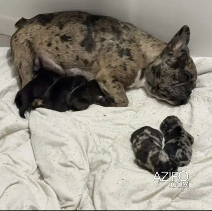 Portée de Chiots Bulldog Français Exotique in الدار البيضاء, MOROCCO | Azifo