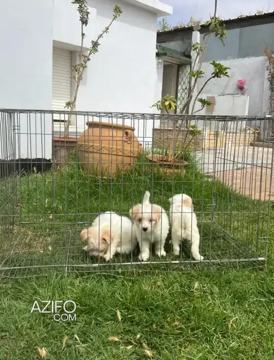 Portée de Chiots Bichon Maltais in الدار البيضاء, MOROCCO | Azifo