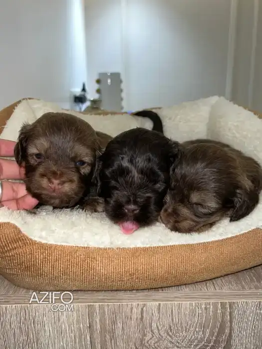 Portée de Chiots Bichon Havanais Chocolat de 30jrs in الدار البيضاء, MOROCCO | Azifo