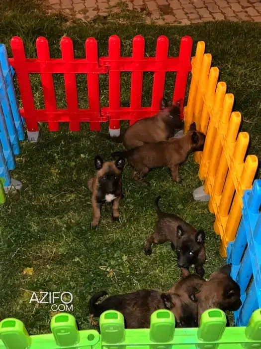 Portée de Chiots Berger Malinois de 45jrs in الدار البيضاء, MOROCCO | Azifo