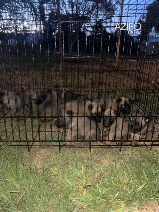 Portée de Chiots Berger Malinois de 45jrs in الدار البيضاء, MOROCCO | Azifo