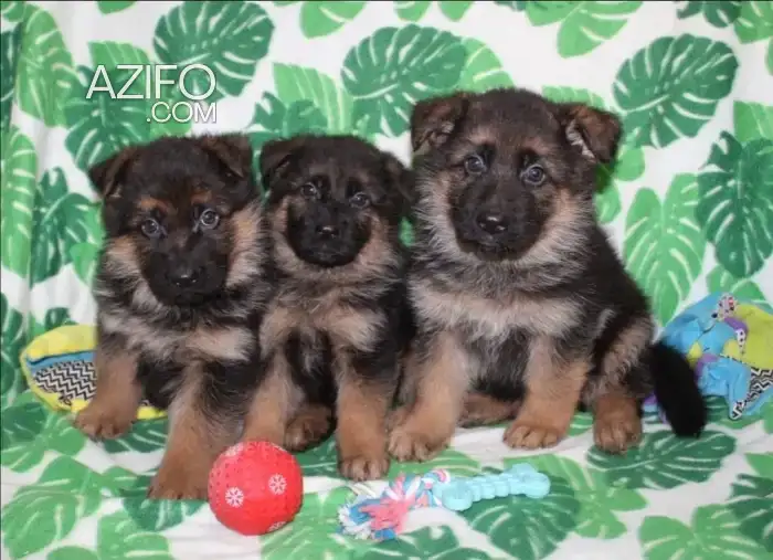 Portée de Chiots Berger Allemand de 50jrs in الدار البيضاء, MOROCCO | Azifo