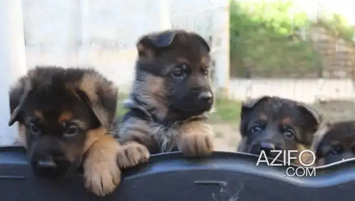 Portée de Chiots Berger Allemand de 45jrs in الدار البيضاء, MOROCCO | Azifo
