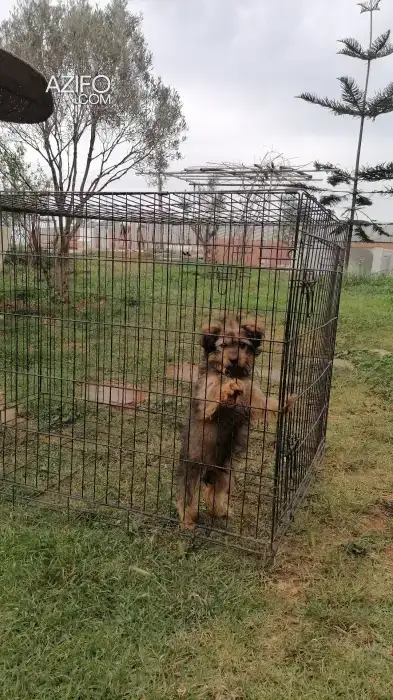 Chiot Mâle Bichon Havanais Noir de 4mois in الدار البيضاء, MOROCCO | Azifo