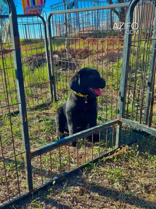 Chiot Femelle Labrador Retriever Noir de 45jrs in الدار البيضاء, MOROCCO | Azifo