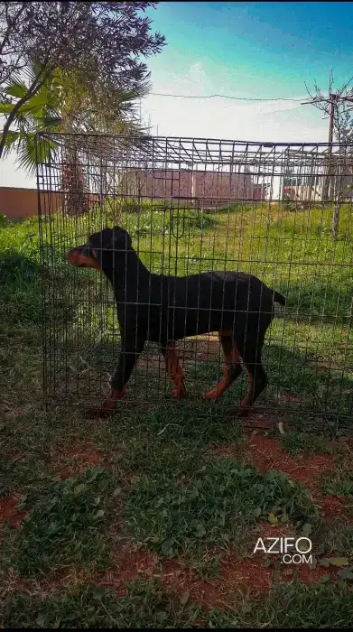 Chiot Femelle Dobermann de 90jrs in الدار البيضاء, MOROCCO | Azifo