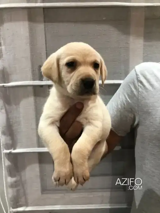Portée de Chiots Labrador Retriever Sablé de 50jrs in Casablanca, MOROCCO | Azifo