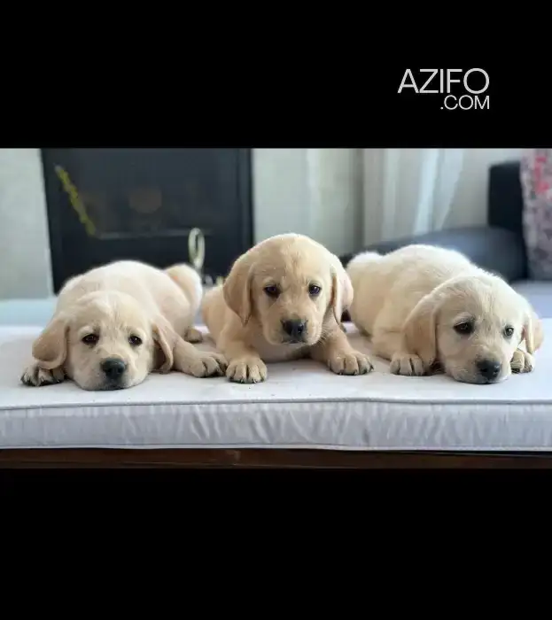 Portée de Chiots Labrador Retriever Sablé de 45jrs in Casablanca, MOROCCO | Azifo