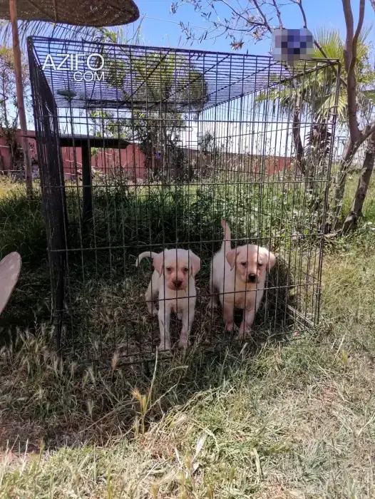 Portée de Chiots Labrador Retriever Sablé de 45jrs in Casablanca, MOROCCO | Azifo