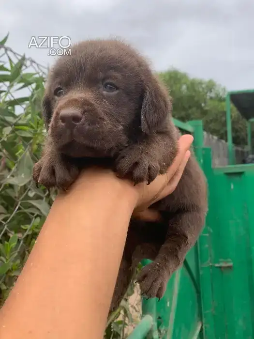 Portée de Chiots Labrador Retriever Chocolat de 50jrs in Casablanca, MOROCCO | Azifo