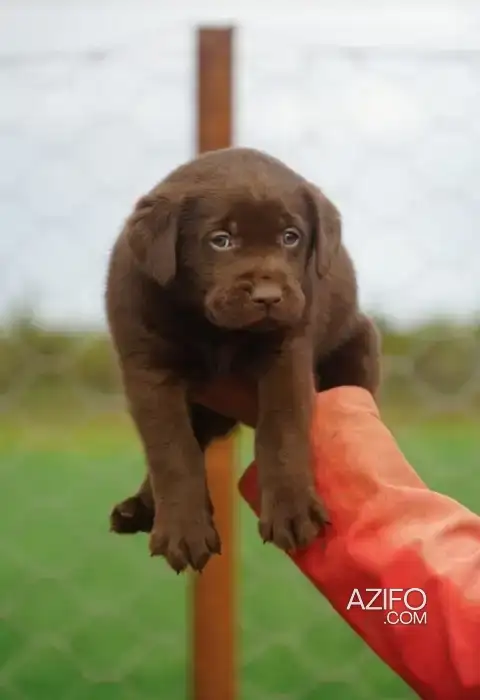 Portée de Chiots Labrador Retriever Chocolat de 25jrs in Casablanca, MOROCCO | Azifo