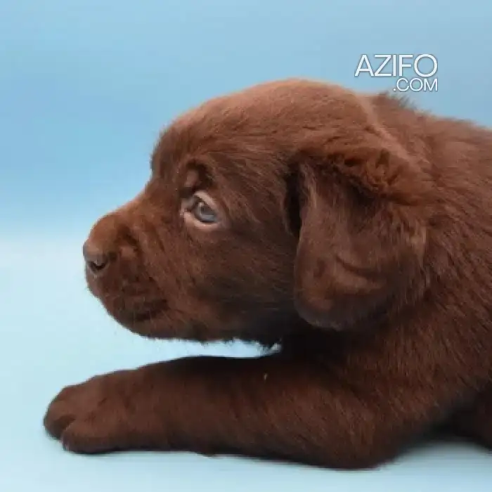 Portée de Chiots Labrador Retriever Chocolat in Casablanca, MOROCCO | Azifo
