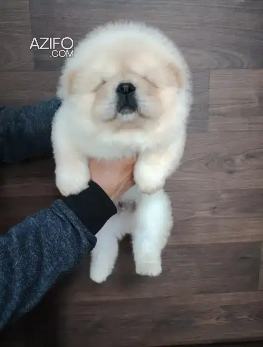Portée de Chiots Chow Chow de 45jrs in الدار البيضاء, MOROCCO | Azifo