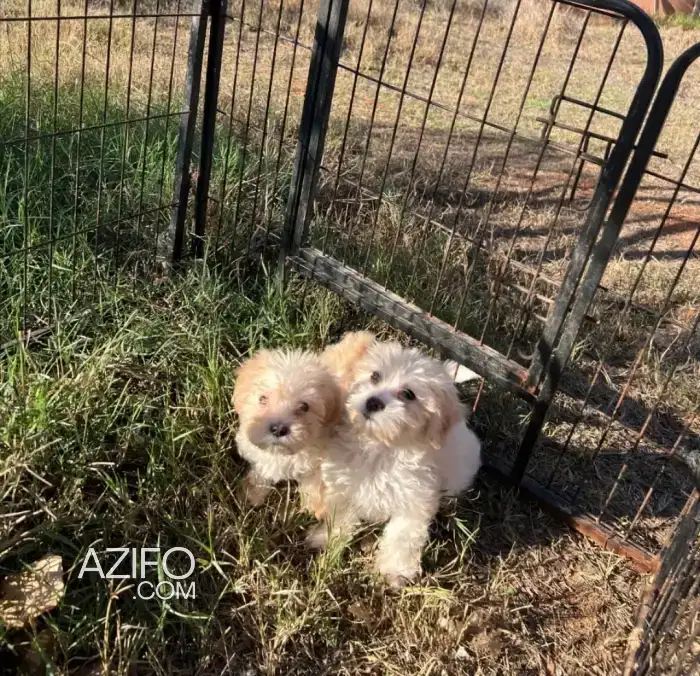 Portée de Chiots Bichon Havanais de 45jrs in الدار البيضاء, MOROCCO | Azifo