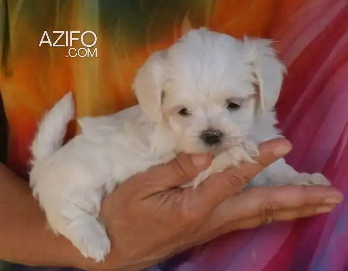 Portée de Chiots Bichon Maltais de 40jrs in الدار البيضاء, MOROCCO | Azifo