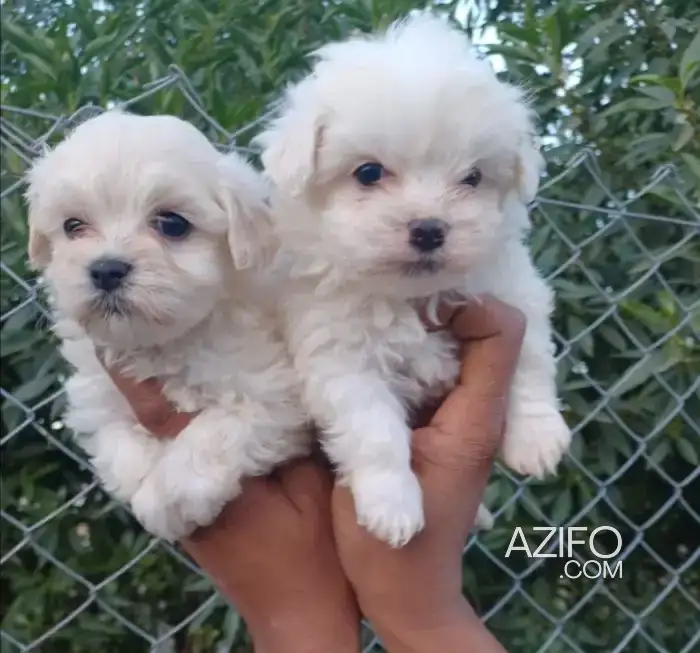 Portée de Chiots Bichon Maltais de 40jrs in الدار البيضاء, MOROCCO | Azifo