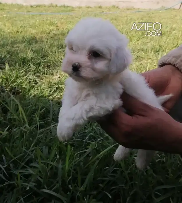 Portée de Chiots Bichon Maltais de 40jrs in الدار البيضاء, MOROCCO | Azifo