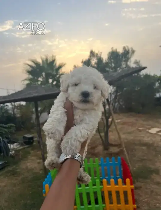 Portée de Chiots Bichon Maltais de 45jrs in الدار البيضاء, MOROCCO | Azifo