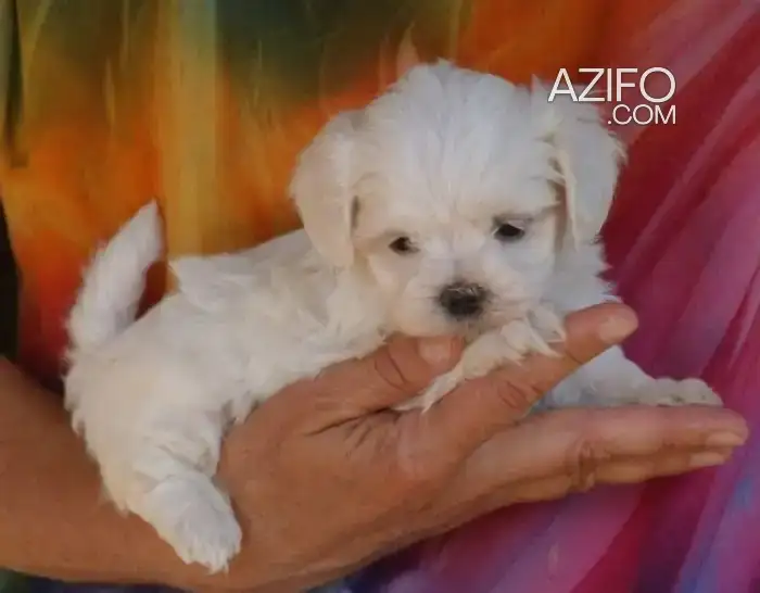 Portée de Chiots Bichon Maltais de 45jrs in الدار البيضاء, MOROCCO | Azifo
