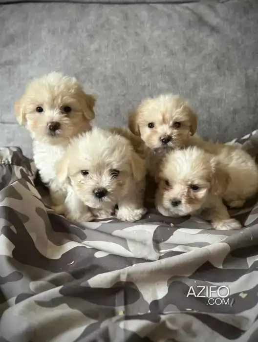 Portée de Chiots Bichon Havanais de 45jrs in الدار البيضاء, MOROCCO | Azifo