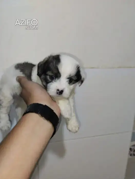 Portée de Chiots Bichon Havanais de 40jrs in الدار البيضاء, MOROCCO | Azifo