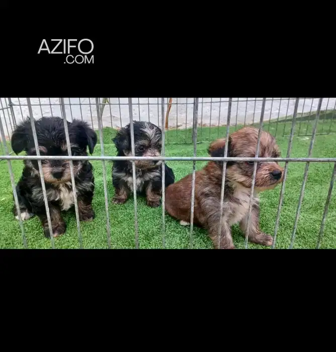 Portée de Chiots Bichon Havanais de 40jrs in الدار البيضاء, MOROCCO | Azifo