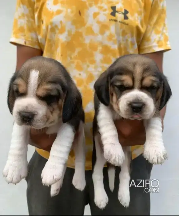 Portée de Chiots Beagle de 30 jours in الدار البيضاء, MOROCCO | Azifo