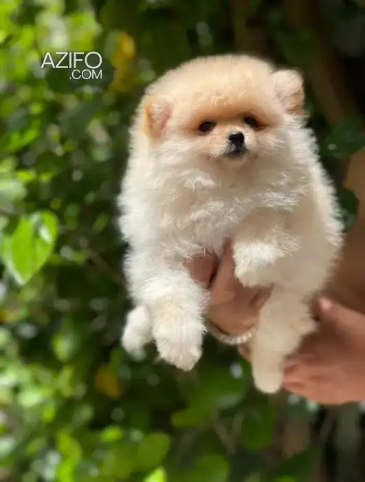 Chiot Mâle Spitz Poméranien (Loulou de Poméranie) de 45 jours in الدار البيضاء, MOROCCO | Azifo