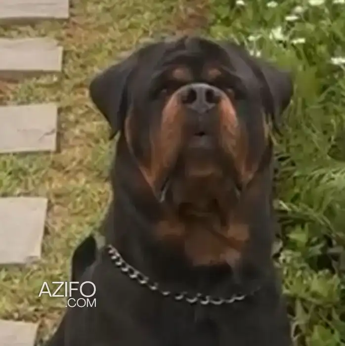 Chien Mâle Rottweiler in الدار البيضاء, MOROCCO | Azifo