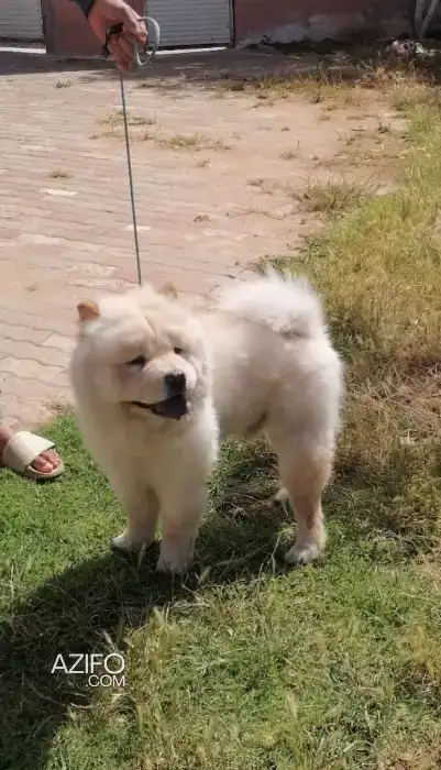 Chiot Mâle Chow Chow de 9mois in الدار البيضاء, MOROCCO | Azifo