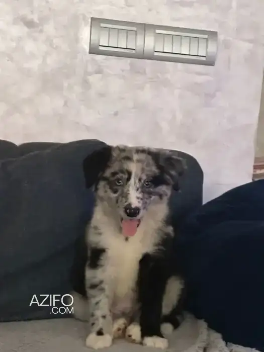 Portée de Chiots Border Collie Merle de 2,5 mois in الدار البيضاء, MOROCCO | Azifo