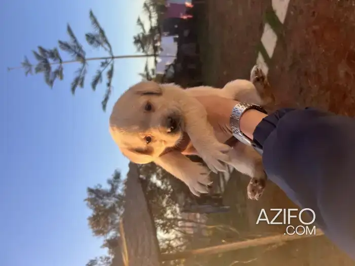 Chiot Femelle Labrador Retriever de 50jrs in الدار البيضاء, MOROCCO | Azifo