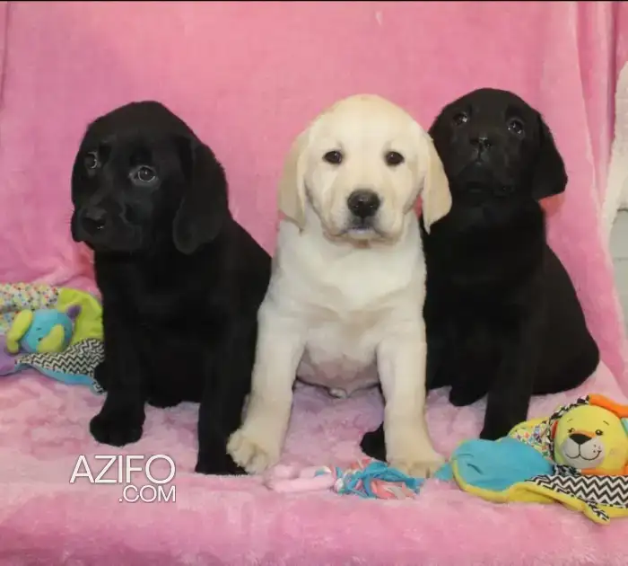 Chiot Femelle Labrador Retriever Noir de 60jours in Casablanca, MOROCCO | Azifo