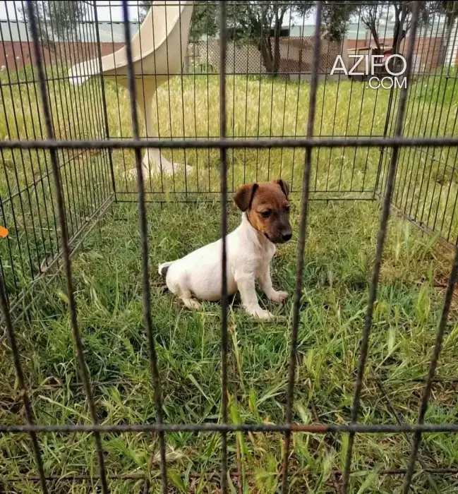 Chiot Mâle Jack Russell Terrier in Casablanca, MOROCCO | Azifo
