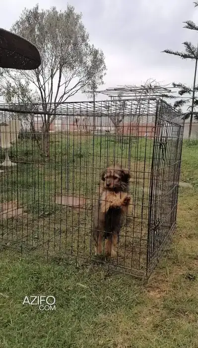 Chiot Bichon Havanais de 5mois in Casablanca, MOROCCO | Azifo