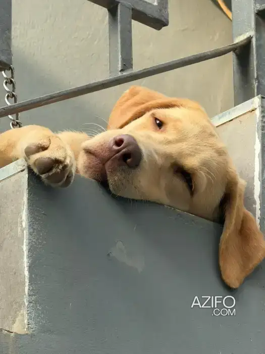 Chiot Femelle Labrador Retriever Chocolat de 6mois in Casablanca, MOROCCO | Azifo