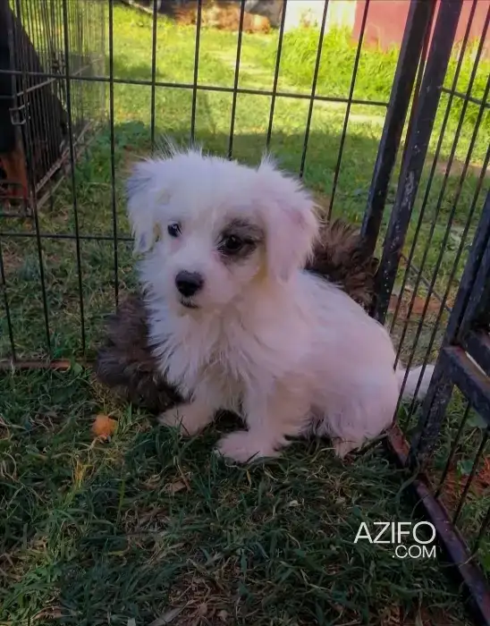 Chiot Bichon Havanais Blanc de 65jrs in Casablanca, MOROCCO | Azifo