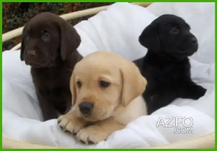 Portée de Chiots Labrador Retriever de 30jrs in Casablanca, MOROCCO | Azifo