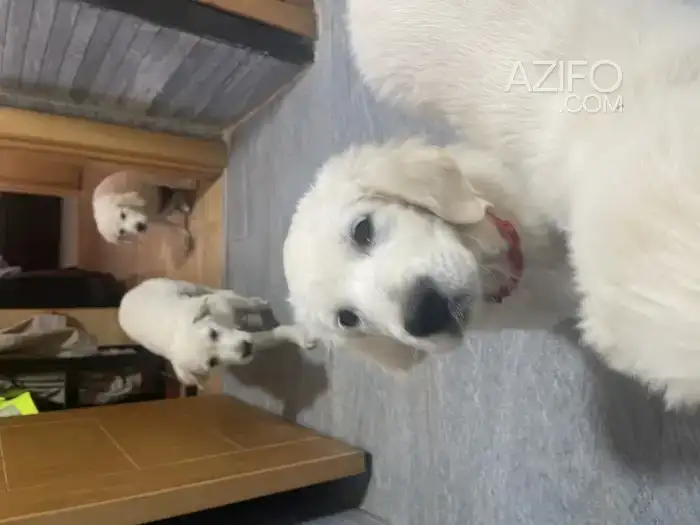 Chiot Mâle Golden Retriever de 3 mois in Casablanca, MOROCCO | Azifo