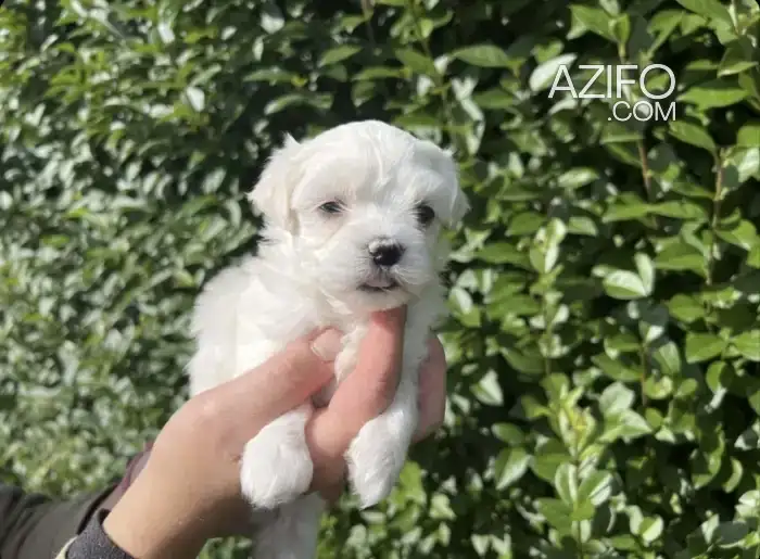 Portée de Chiots Bichon Maltais de 45jrs in الدار البيضاء, MOROCCO | Azifo