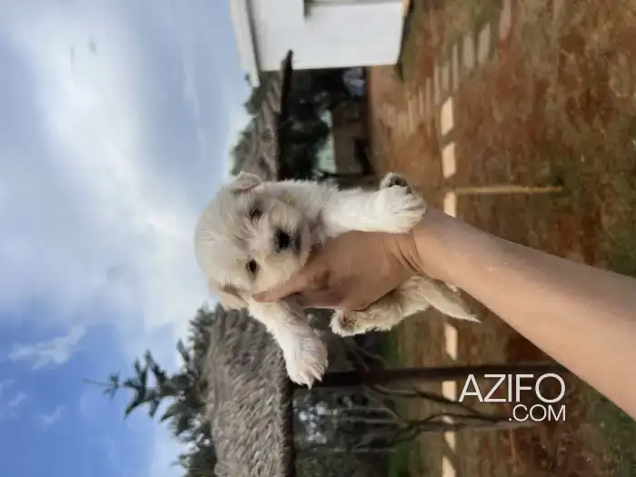 Portée de Chiots Bichon Havanais de 45jrs in الدار البيضاء, MOROCCO | Azifo