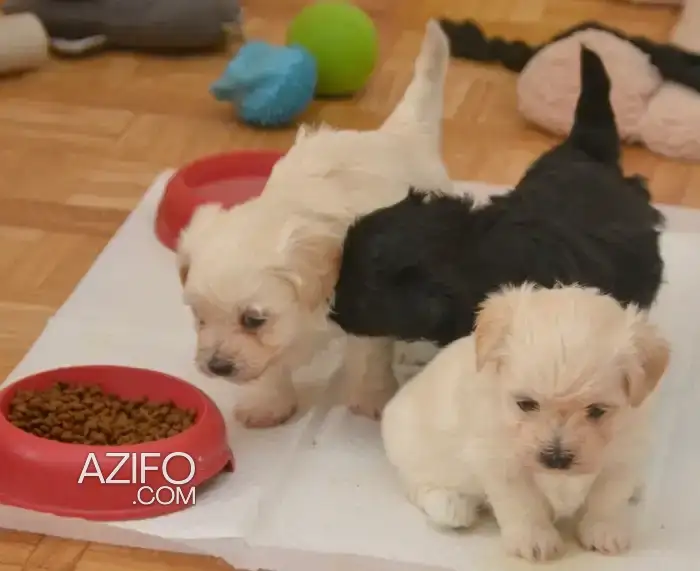 Portée de Chiots Bichon Havanais de 40jrs in الدار البيضاء, MOROCCO | Azifo
