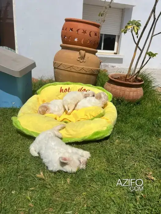 Portée de Chiots Bichon Havanais de 38jrs in الدار البيضاء, MOROCCO | Azifo